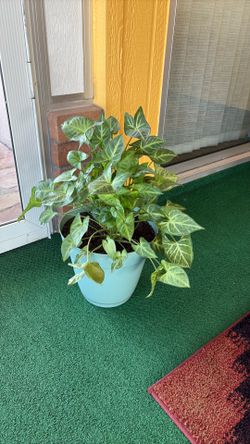 Arrowhead Plant