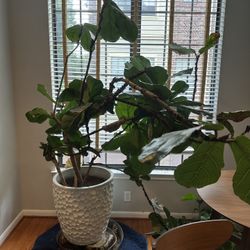 Plants! 