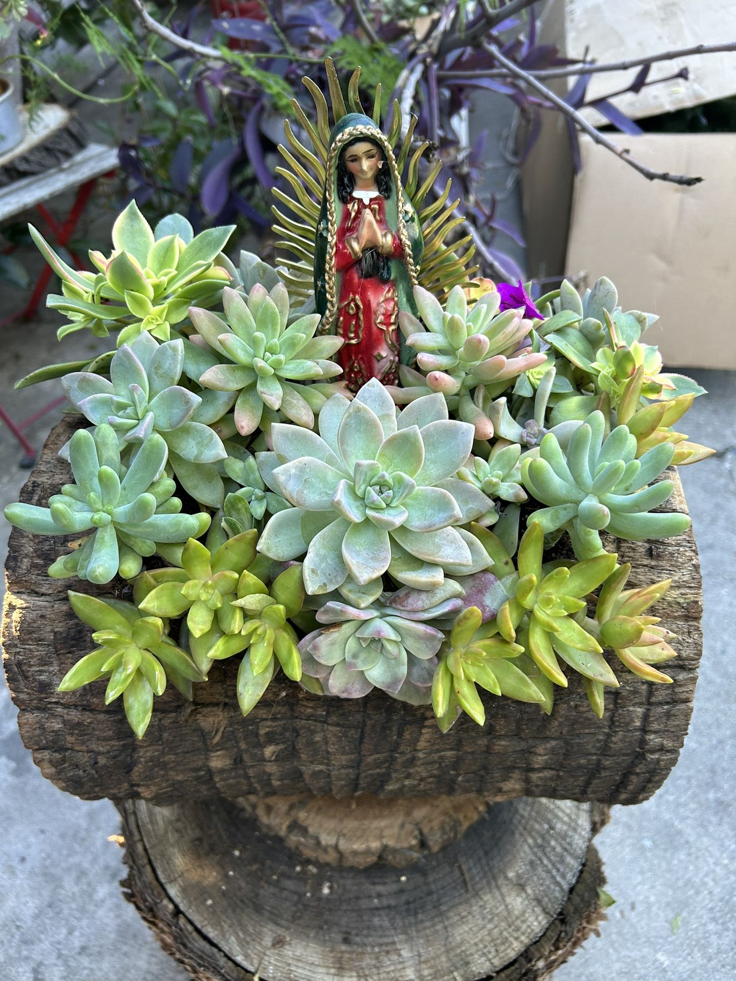 Succulents Arrangements Con La Virgen De Guadalupe En Tronko
