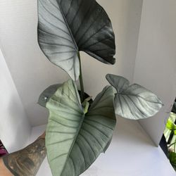 Alocasia Nebula 6” 