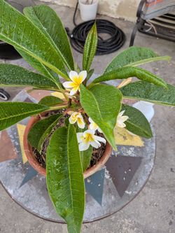 Flowering Hawaiian Plumeria Plant – Rooted & Healthy – Local Pickup