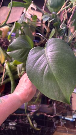 Monstera plant