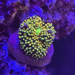 Coral