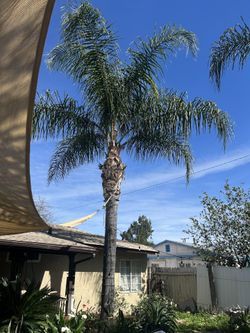 Palm Tree