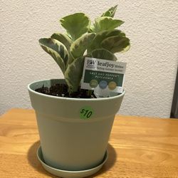Salt and Pepper Peperomia