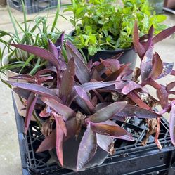 Total Of 3 Plants. Mints, Chile And Tradescantia