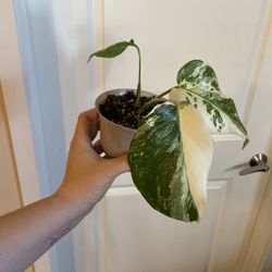 Perfectly Variegated Monstera Albo Plant