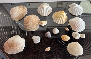 Sea shells