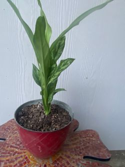 Aglaonema Live Plant