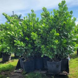 Spectacular Clusias Plants For Inmediate Privacy!!! 5-6 Feet Tall! Fertilized 