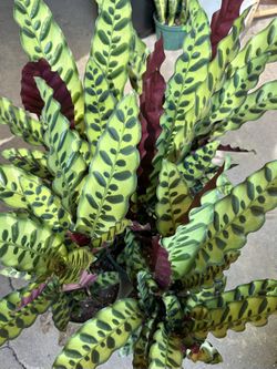 Calathea Rattlesnake pet friendly plant cây cảnh đuôi cong