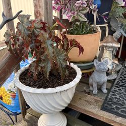 Begonia plant with pots included