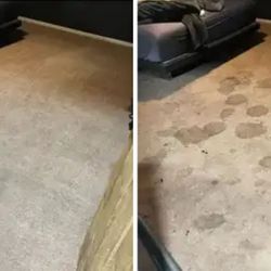 Carpet Steam Shampoo