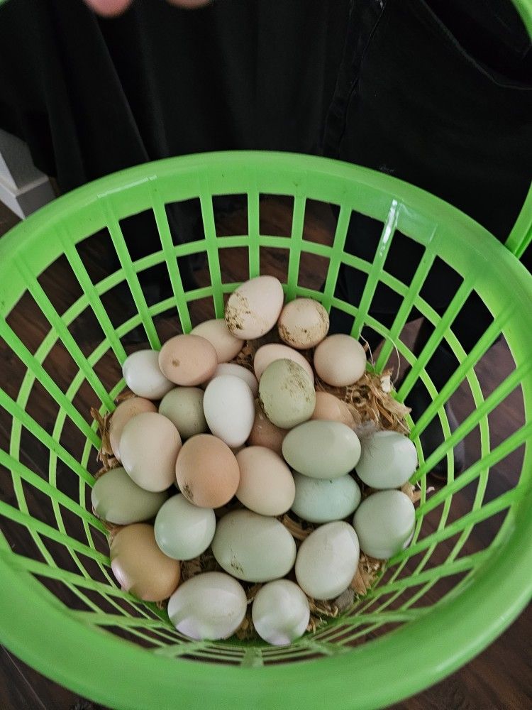 Organic Olive Egger Hatching Eggs