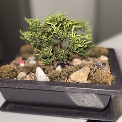 Bonsai Callus
