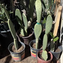 Cactus 🌵 Plans They eat $20 And $10 Each Price Firm