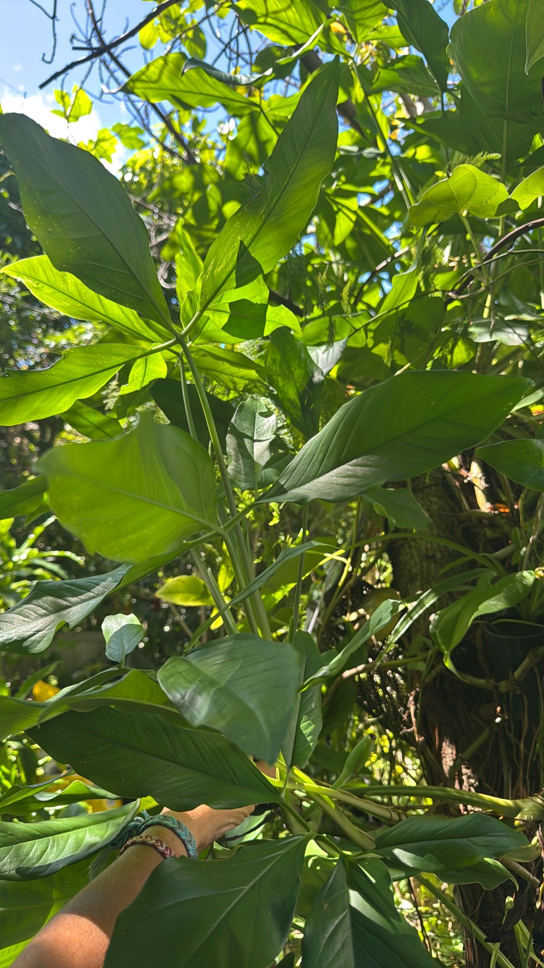 Aroi Plant Arrowhead