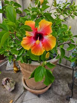 🌼 HAWAIIAN HIBISCUS PLANTS