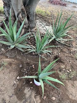 Aloe Vera plant