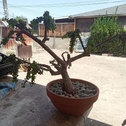 Bonsai Elaphant  Plant 20 Years Old