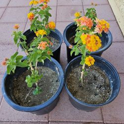 Altman Plants Multicolor Lantana Shrub Verbena