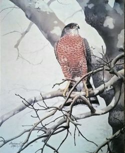 Canvas Transfer - Limited Edition - Sharp-shinned Hawk - Wildlife