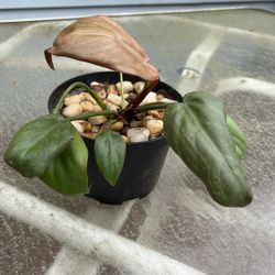 Healthy BLUSHING PHILODENDRON- Imperial Red Rare Variety