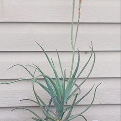 Aloe Succulent Plant 🪴 