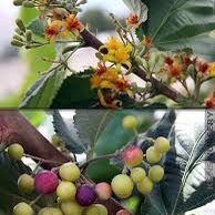 Sherbet Berry Plant Aka Phalsa/falsa