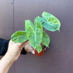 4” variegated alocasia pink dragon
