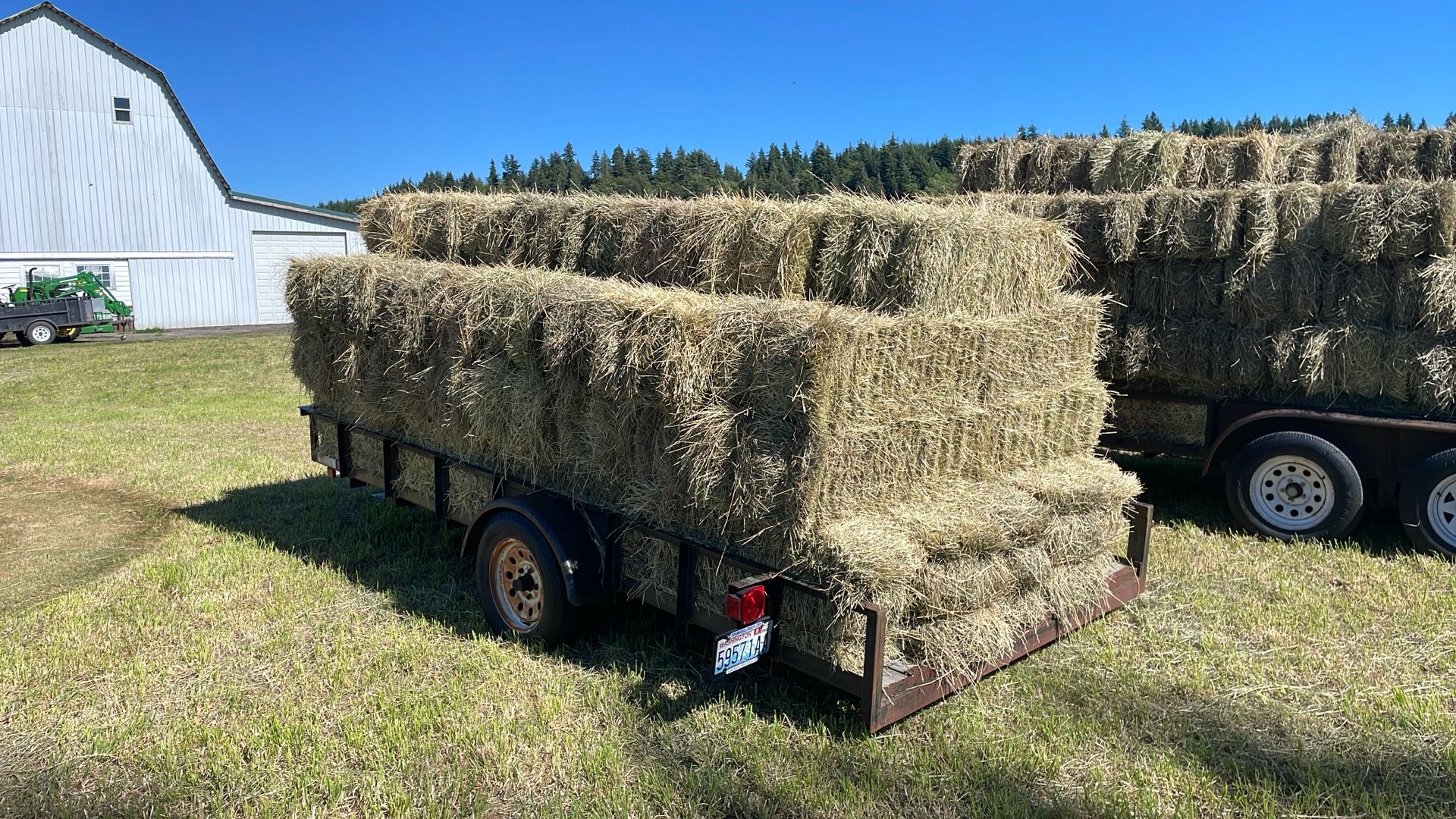 Rye Grass