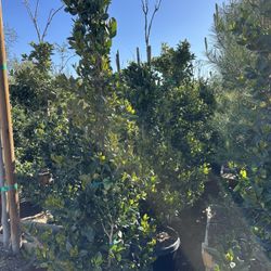 Ligustrum japonicum, Waxleaf Privet Hedges plant, 15gal 