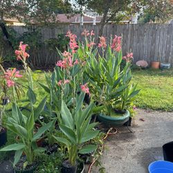 Hummingbirds Love These!  Pink Canna’s For Ponds, Water Containers Or Plant In The Ground!
