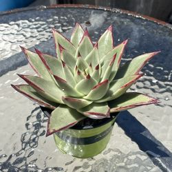 Succulent, Echeveria Ebony