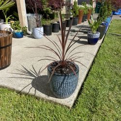 Erupting Cordy In Striking, Frost Resistant, Ceramic Planter 