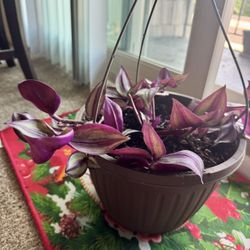 Purple Wandering Jew House Plant In Hanging Pot