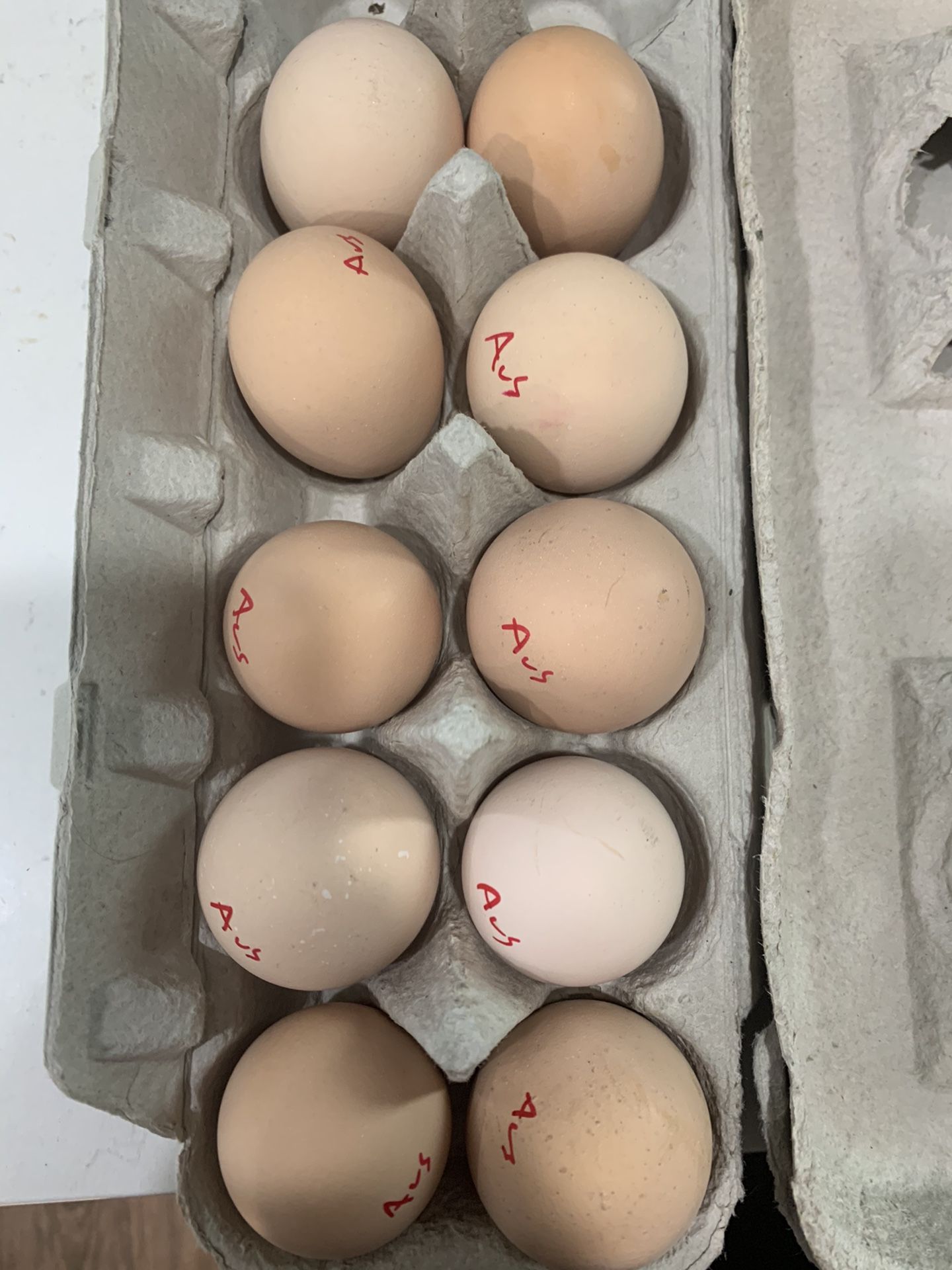 Dozen BBS Australorp Eggs!