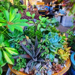 Succulents 
