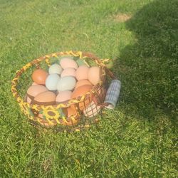 Cage Free Organic Eggs 