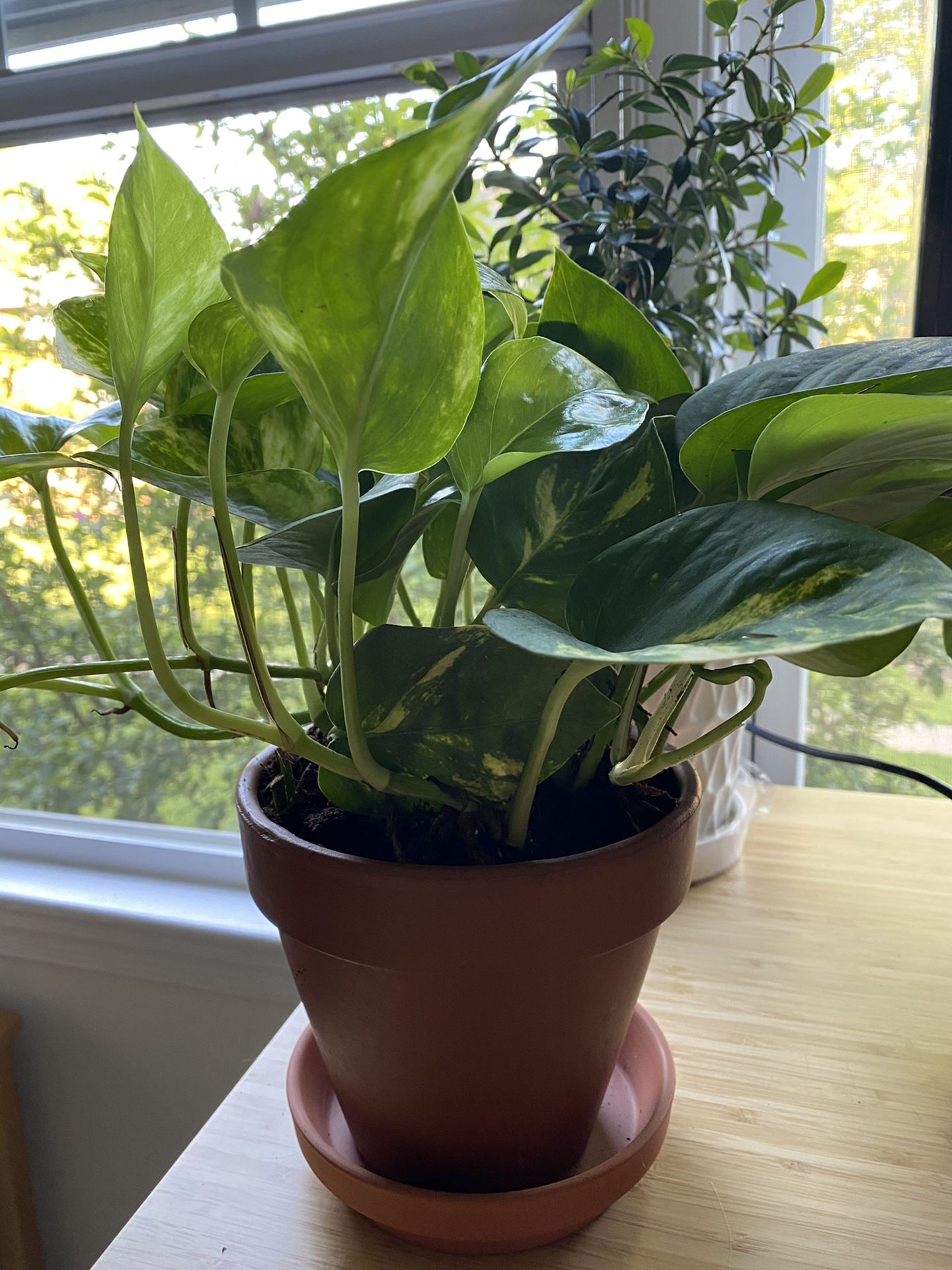 Plant (pothos). First come first serve.