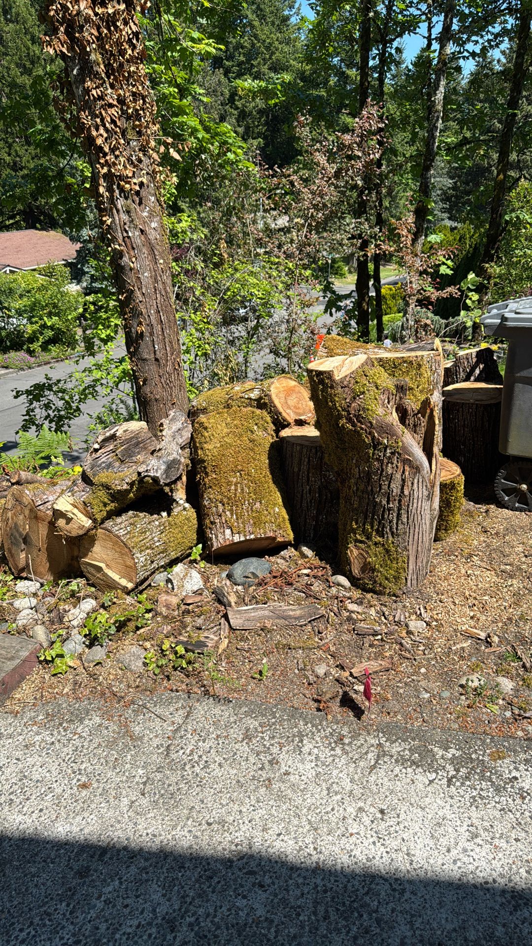Free Wood
