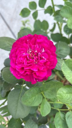 š Twilight Zone Rose ā Stunning Deep Purple Blooms! š¹