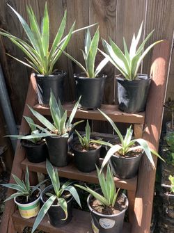Agave Plant Sale