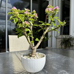 Succulents Bonsai