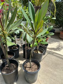 Plumeria burgandi borgoña en 5 Gln