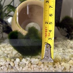 Marimo Moss Live Plant Freshwater Aquarium