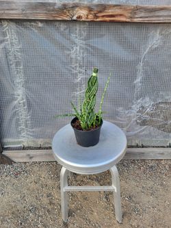 African spear Plant 6" Nursery Pot