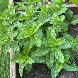 Mint Bunches In Pot 