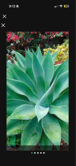 Foxtail 🦊 Agave (Agave Attenuata) Plants.