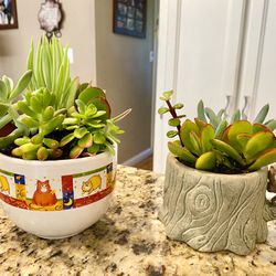 Super Cute Cat and Owl Pots Filled with Live Succulent Plants. Great Gifts! - $7 Each